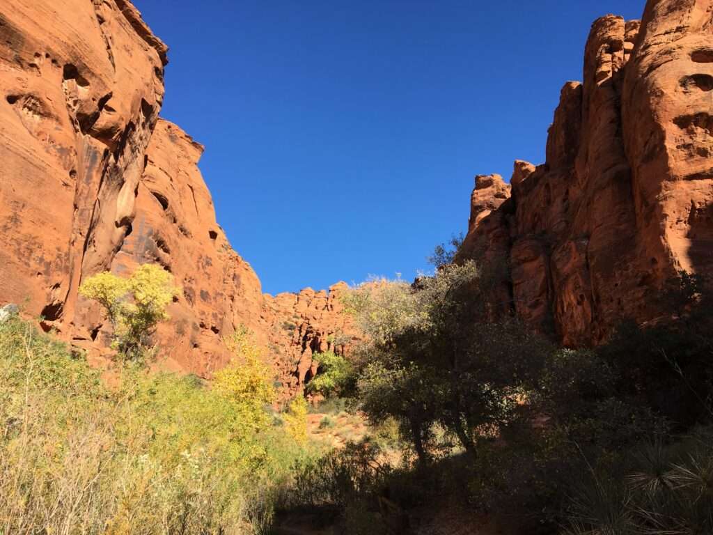 A picture from the bottom of a deep valley between large sandstone cliffs looking up toward a big sky. In the foreground are bushes and desert trees.