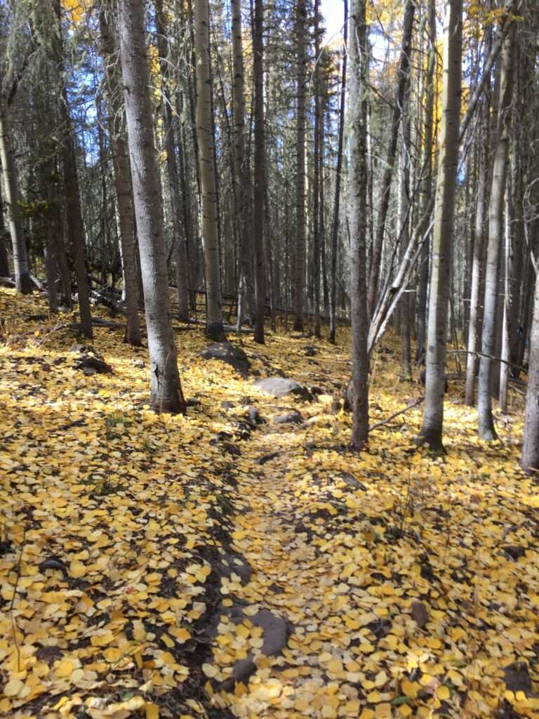 A picture of the early morning in an aspen grove during the fall when all the leaves have fallen to the ground. There is a path leading through the trees