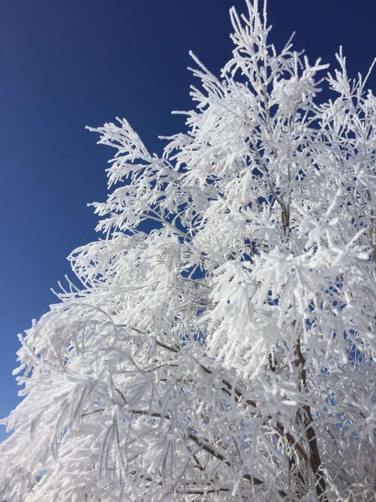 A picture of tree close up. It is a freezing cold morning with the sun shining on the tree which has been covered with a layer of ice over the entire tree. It is reflecting the light in a brilliant way.