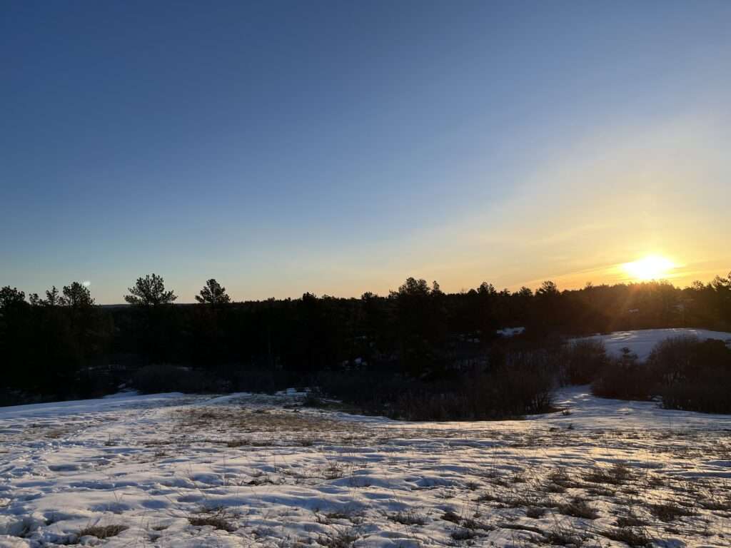 Sunrise over pine trees with snow in the foreground